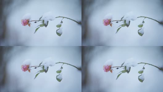 粉红色的玫瑰在飘落的雪中高清在线视频素材下载