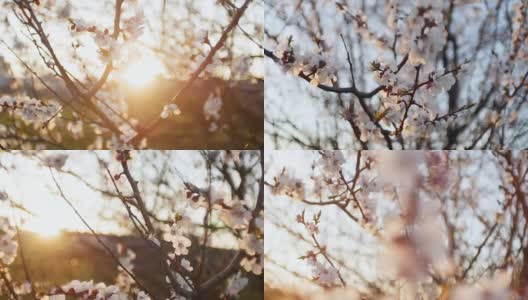 盛开的树在日落。春天公园的树上开着白花。春天的花园高清在线视频素材下载