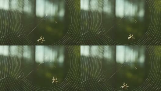 蜘蛛在织蜘蛛网高清在线视频素材下载