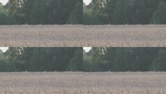 一对普通的鹤鸟在农村麦田里高清在线视频素材下载