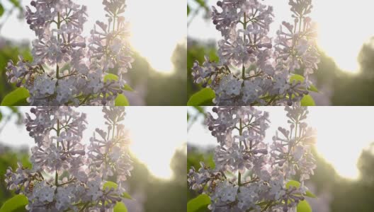 紫丁香花在日落时闭合高清在线视频素材下载