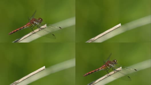红蜻蜓起飞的慢镜头高清在线视频素材下载