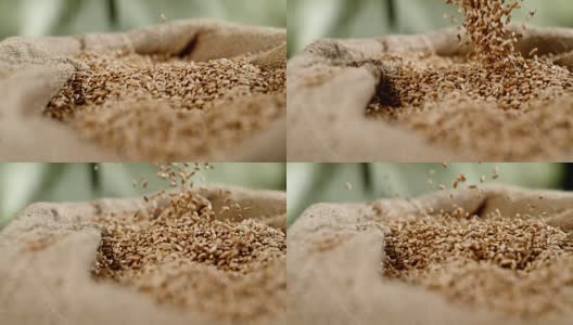 麦粒落入麻袋高清在线视频素材下载