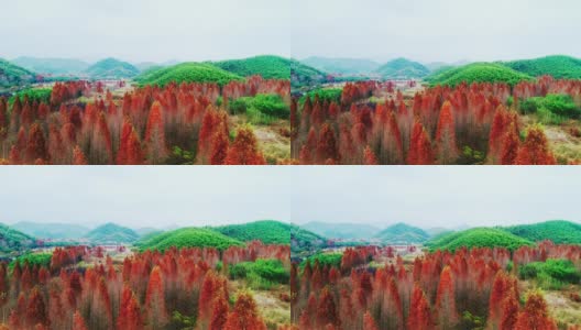 秋天红红的水杉高清在线视频素材下载