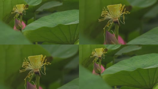 莲花(莲属椰子)高清在线视频素材下载