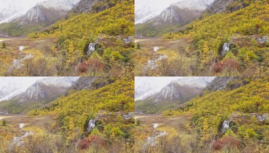 美丽的瀑布来自融化的雪山在秋季黄松林，瀑布与秋叶在亚丁自然保护区，中国四川高清在线视频素材下载