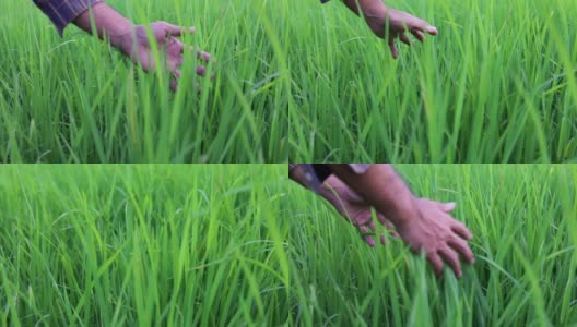 农用手温柔地抚摸着稻田里的一株幼稻。慢镜头高清在线视频素材下载