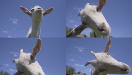 特写有趣的小山羊在蓝天的背景。牲畜高清在线视频素材下载