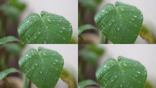 在季风季节，雨滴落在树叶上的特写镜头高清在线视频素材下载