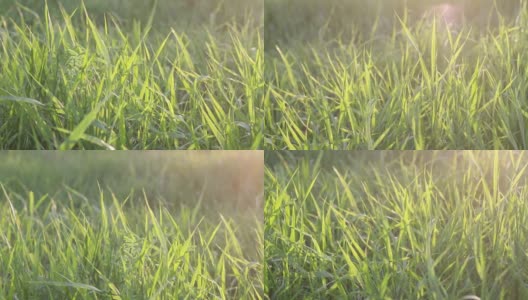 年轻多汁的绿色小草在温暖的落日的映衬下慢慢地从和风中移动高清在线视频素材下载