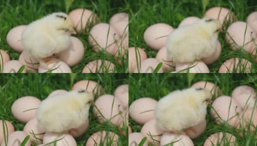 一只新生的黄鸡下了很多鸡蛋。高清在线视频素材下载