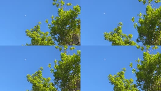 月亮在明亮的天空放大高清在线视频素材下载