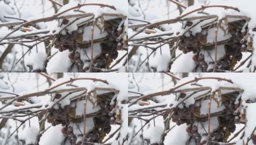 葡萄园里，过熟的蓝葡萄被雪覆盖着。晚收高清在线视频素材下载