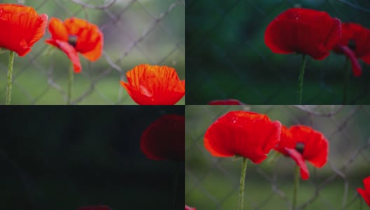 阳光下的罂粟花，在4k的时间流逝。红色的罂粟花模糊的绿草背景。罂粟花。花香自然的春天背景。花园里的罂粟花。农村景观。高清在线视频素材下载