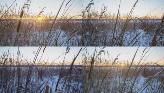 芦苇在夕阳下的雪花背景下随风摇曳。美丽的降雪。自然的背景，风中的芦苇。冬季景观，超缩，4k，相机移动到右边高清在线视频素材下载