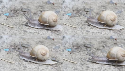 一只蜗牛在水泥地上爬行，看到一个障碍物，一根稻草，害怕了，就改变了方向。高清在线视频素材下载