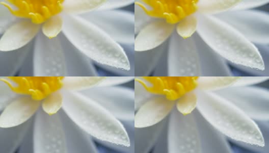 白色睡莲盛开的水滴在花瓣上。移动焦点。单株美丽的睡莲在阳光明媚的日子里盛开在池塘里高清在线视频素材下载