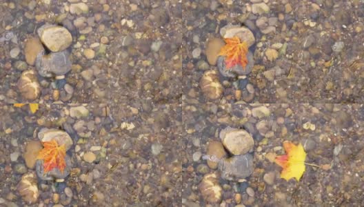 色彩鲜艳的枫叶在水里的砾石上游动高清在线视频素材下载