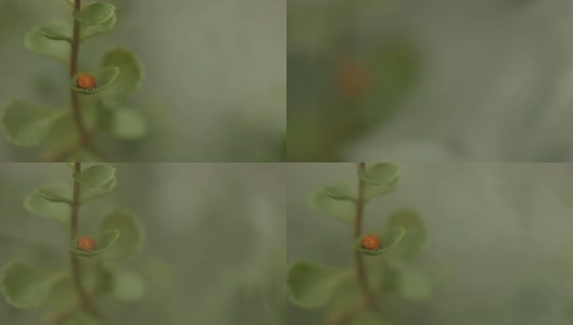 浓雾使树叶上的橙色虫子露出来高清在线视频素材下载