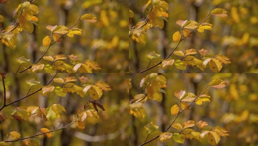 秋天的树叶在森林里高清在线视频素材下载