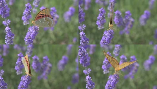 夏日里蝴蝶在薰衣草花上飞舞高清在线视频素材下载
