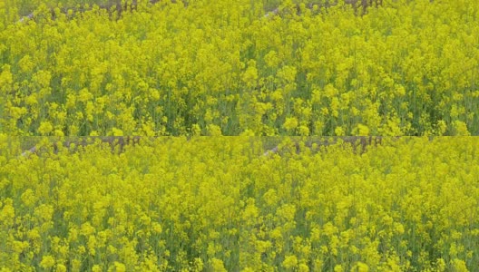 4k:油菜花在田间绽放高清在线视频素材下载