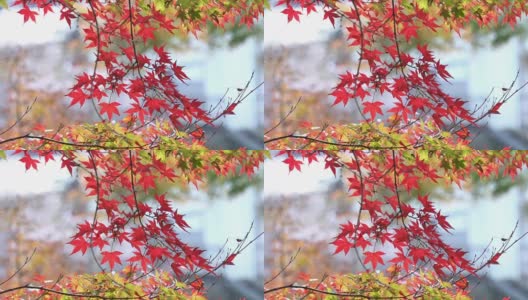 日本爱知县，可兰经，红红的枫叶。高清在线视频素材下载
