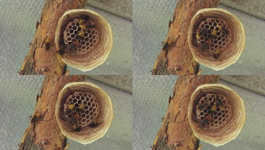 黄蜂筑巢高清在线视频素材下载
