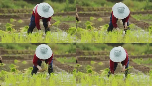 农民在稻田里种植水稻，慢镜头高清在线视频素材下载