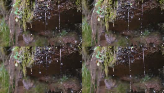 水滴从苔藓覆盖的岩石上落下高清在线视频素材下载