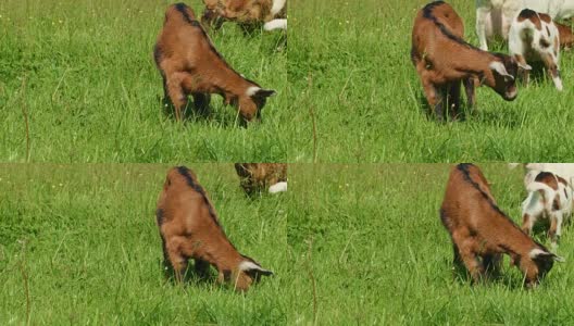 草地上的小羊高清在线视频素材下载