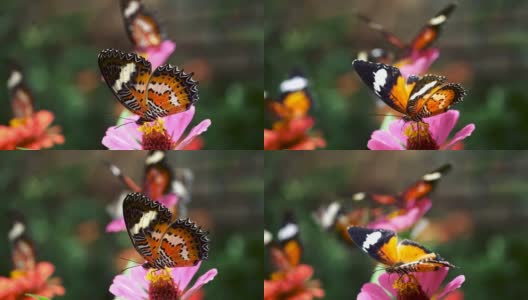 蝴蝶坐在花上吸着蜜露。慢动作特写镜头高清在线视频素材下载