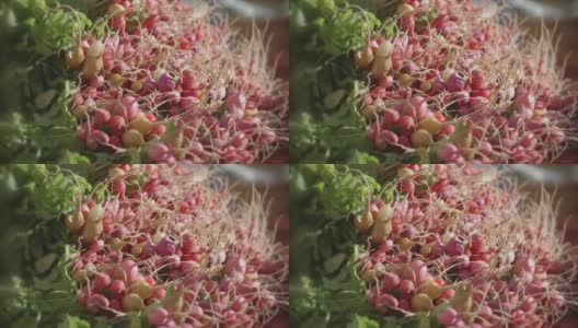 露天市场-展示萝卜和芜菁高清在线视频素材下载