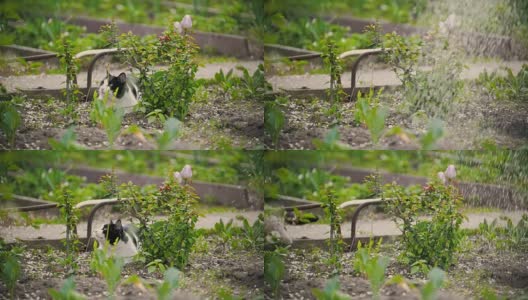 猫咪从小溪边跑开，在夏日的花园里，慢镜头高清在线视频素材下载