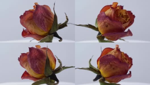 干燥的玫瑰在白色背景上旋转的特写高清在线视频素材下载