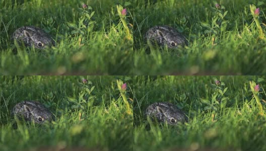 一只受惊的小兔子正坐在草地上。高清在线视频素材下载