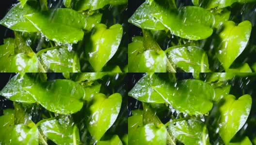 雨滴落在绿色植物上高清在线视频素材下载