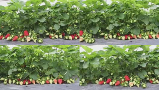 种植园马车上的草莓植物高清在线视频素材下载