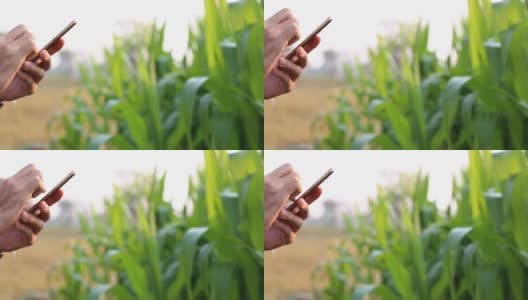 农民使用智能手机在玉米地里检查作物高清在线视频素材下载