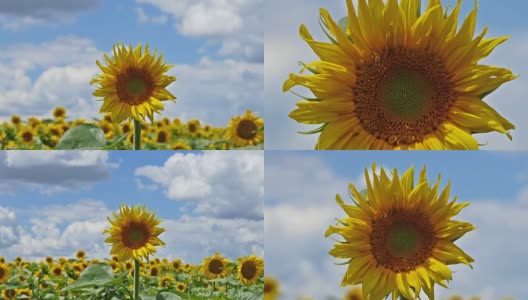 近距离的向日葵和缩放到一个盛开的向日葵田高清在线视频素材下载