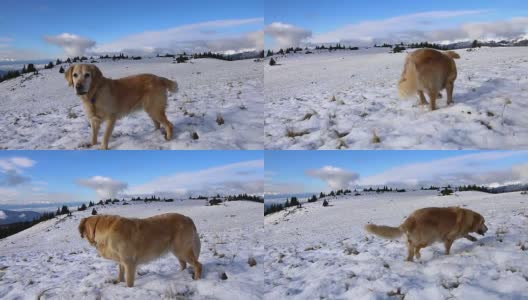 稳定的镜头拍摄金毛猎犬在雪山中奔跑和玩耍。高清在线视频素材下载