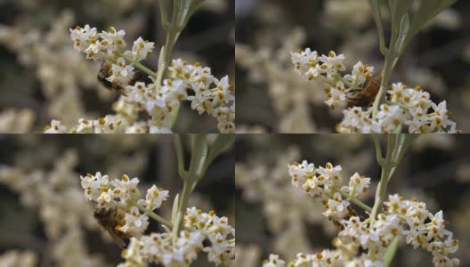 蜜蜂花Dof慢动作高清在线视频素材下载
