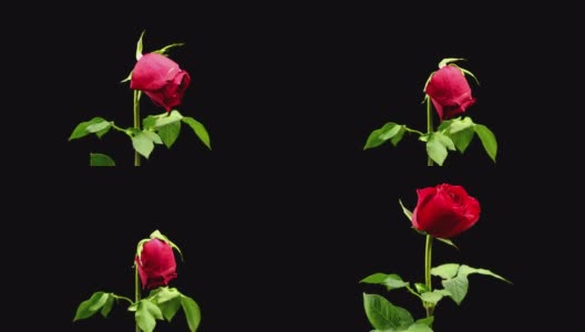 垂死的红玫瑰的延时高清在线视频素材下载