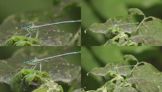 蜻蜓(阿斯特拉罕自然保护区)高清在线视频素材下载