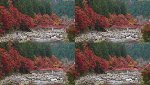 在日本爱知县中部地区的Korankei山谷，游客们在欣赏瀑布和红枫五彩秋叶的红桥。高清在线视频素材下载