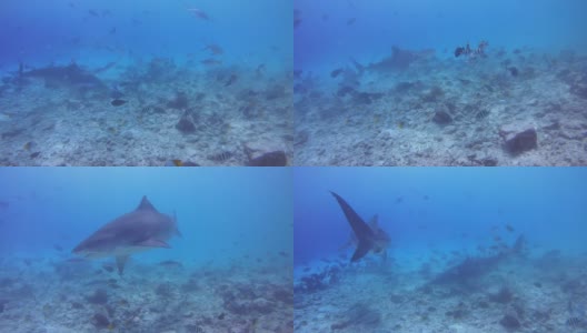 亚洲马尔代夫福瓦穆拉岛，印度洋浅水区，两只虎鲨在暗礁底部盘旋寻找食物高清在线视频素材下载