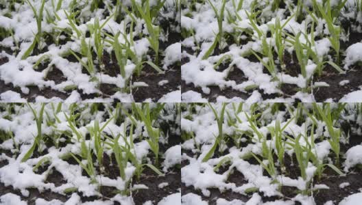 绿油油的草地上覆盖着一层雪，在春季降雪期间特写。高清在线视频素材下载