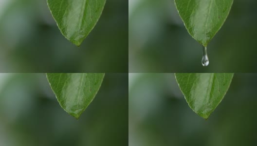 水滴从绿叶上落下的特写镜头高清在线视频素材下载