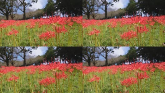 美丽的一簇孤挺花盛开在吉野公园高清在线视频素材下载