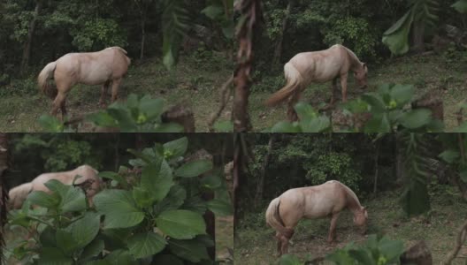 在树林里吃草的马高清在线视频素材下载